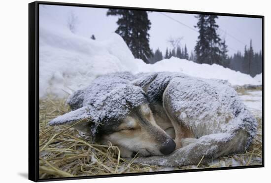 Sleeping, Snow-Covered, Iditarod Sled Dog-Paul Souders-Framed Stretched Canvas