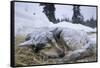 Sleeping, Snow-Covered, Iditarod Sled Dog-Paul Souders-Framed Stretched Canvas