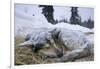 Sleeping, Snow-Covered, Iditarod Sled Dog-Paul Souders-Framed Photographic Print