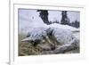 Sleeping, Snow-Covered, Iditarod Sled Dog-Paul Souders-Framed Photographic Print