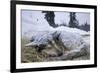 Sleeping, Snow-Covered, Iditarod Sled Dog-Paul Souders-Framed Photographic Print