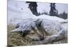 Sleeping, Snow-Covered, Iditarod Sled Dog-Paul Souders-Mounted Photographic Print