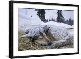 Sleeping, Snow-Covered, Iditarod Sled Dog-Paul Souders-Framed Photographic Print