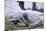 Sleeping, Snow-Covered, Iditarod Sled Dog-Paul Souders-Mounted Photographic Print