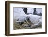 Sleeping, Snow-Covered, Iditarod Sled Dog-Paul Souders-Framed Photographic Print