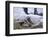 Sleeping, Snow-Covered, Iditarod Sled Dog-Paul Souders-Framed Photographic Print