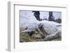 Sleeping, Snow-Covered, Iditarod Sled Dog-Paul Souders-Framed Photographic Print