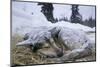 Sleeping, Snow-Covered, Iditarod Sled Dog-Paul Souders-Mounted Photographic Print