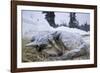 Sleeping, Snow-Covered, Iditarod Sled Dog-Paul Souders-Framed Photographic Print