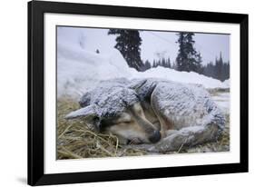 Sleeping, Snow-Covered, Iditarod Sled Dog-Paul Souders-Framed Photographic Print