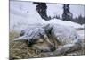 Sleeping, Snow-Covered, Iditarod Sled Dog-Paul Souders-Mounted Photographic Print