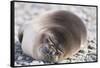 Sleeping Southern Elephant Seal-DLILLC-Framed Stretched Canvas