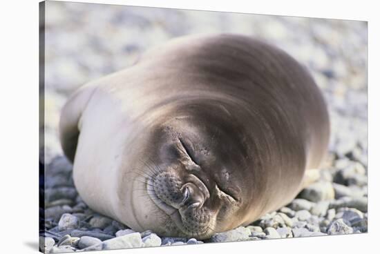 Sleeping Southern Elephant Seal-DLILLC-Stretched Canvas