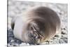 Sleeping Southern Elephant Seal-DLILLC-Stretched Canvas