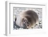 Sleeping Southern Elephant Seal-DLILLC-Framed Photographic Print