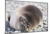 Sleeping Southern Elephant Seal-DLILLC-Mounted Photographic Print