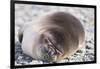 Sleeping Southern Elephant Seal-DLILLC-Framed Photographic Print