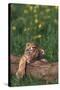 Sleeping Tiger Cub-DLILLC-Stretched Canvas