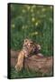 Sleeping Tiger Cub-DLILLC-Framed Stretched Canvas