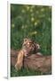 Sleeping Tiger Cub-DLILLC-Framed Photographic Print