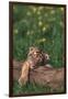 Sleeping Tiger Cub-DLILLC-Framed Photographic Print