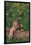 Sleeping Tiger Cub-DLILLC-Framed Photographic Print