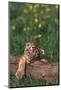 Sleeping Tiger Cub-DLILLC-Mounted Photographic Print