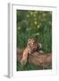 Sleeping Tiger Cub-DLILLC-Framed Photographic Print