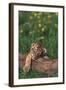 Sleeping Tiger Cub-DLILLC-Framed Photographic Print