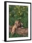 Sleeping Tiger Cub-DLILLC-Framed Photographic Print