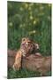 Sleeping Tiger Cub-DLILLC-Mounted Photographic Print