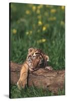 Sleeping Tiger Cub-DLILLC-Stretched Canvas