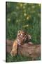 Sleeping Tiger Cub-DLILLC-Stretched Canvas