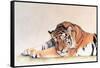 Sleeping Tiger-Jan Henderson-Framed Stretched Canvas