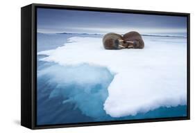 Sleeping Walruses, Svalbard, Norway-null-Framed Stretched Canvas