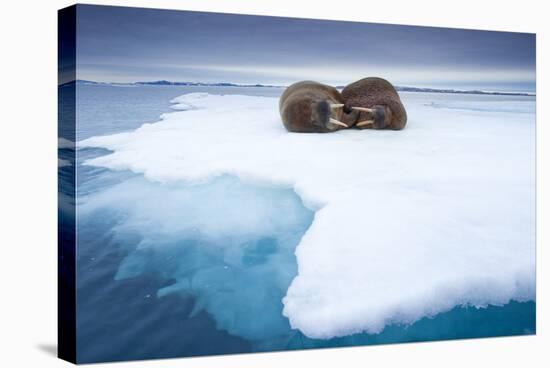 Sleeping Walruses, Svalbard, Norway-null-Stretched Canvas