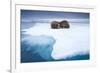 Sleeping Walruses, Svalbard, Norway-null-Framed Premium Photographic Print