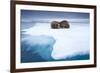 Sleeping Walruses, Svalbard, Norway-null-Framed Premium Photographic Print
