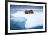 Sleeping Walruses, Svalbard, Norway-null-Framed Premium Photographic Print