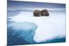 Sleeping Walruses, Svalbard, Norway-null-Mounted Premium Photographic Print