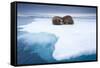 Sleeping Walruses, Svalbard, Norway-null-Framed Stretched Canvas