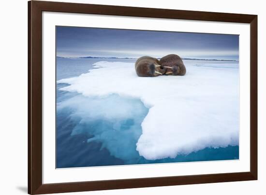 Sleeping Walruses, Svalbard, Norway-null-Framed Photographic Print