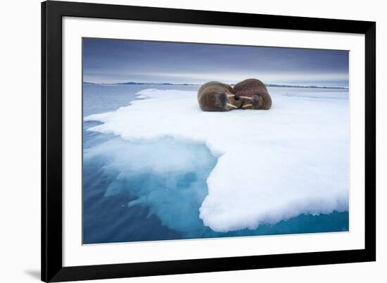 Sleeping Walruses, Svalbard, Norway-null-Framed Photographic Print