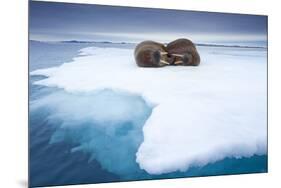 Sleeping Walruses, Svalbard, Norway-null-Mounted Photographic Print