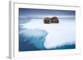 Sleeping Walruses, Svalbard, Norway-null-Framed Photographic Print