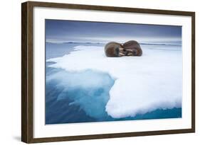 Sleeping Walruses, Svalbard, Norway-null-Framed Photographic Print