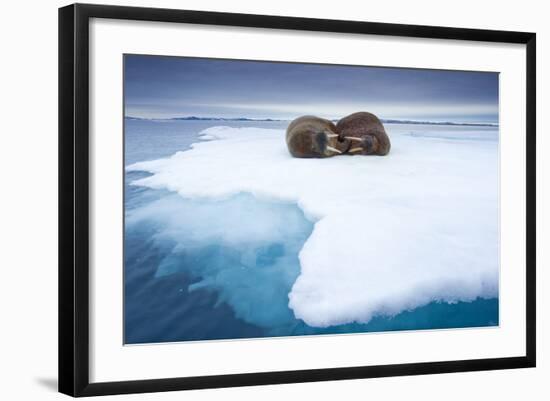 Sleeping Walruses, Svalbard, Norway-null-Framed Photographic Print