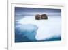 Sleeping Walruses, Svalbard, Norway-null-Framed Photographic Print