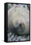 Sleeping Weddell Seal-DLILLC-Framed Stretched Canvas