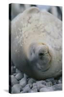 Sleeping Weddell Seal-DLILLC-Stretched Canvas